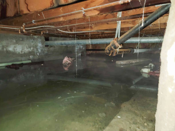 Best Flood restoration services  in , IN